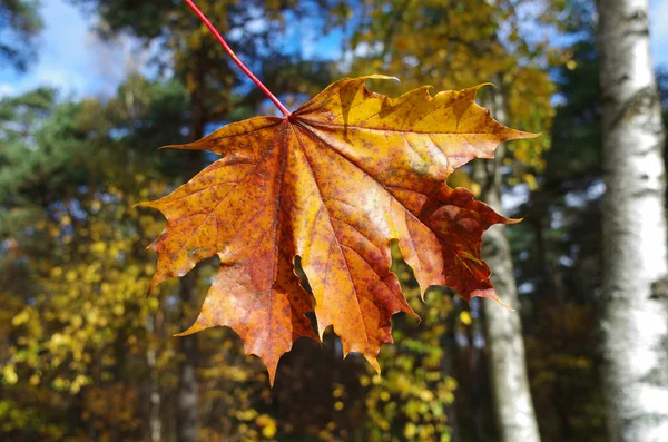 Sarı sonbahar yaprakları ağaçların karşı