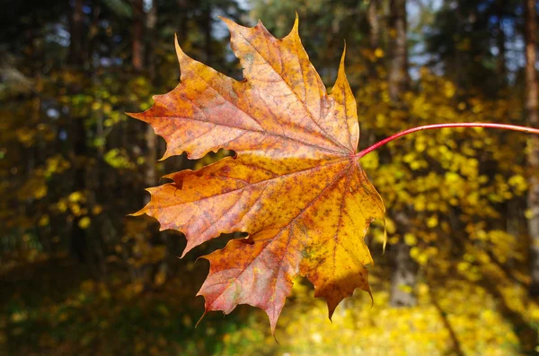 Yellow autumn leaves against the trees — Stock Photo, Image