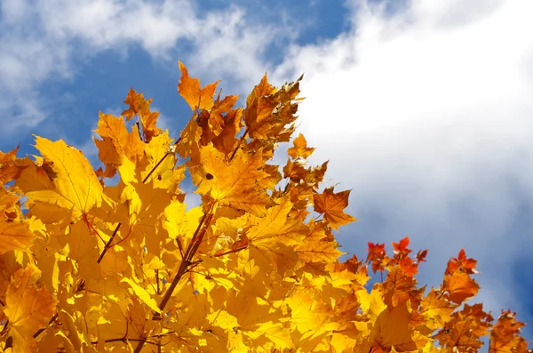 Yellow autumn leaves against the trees — Stock Photo, Image