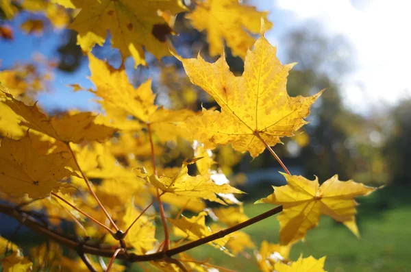 Yellow autumn leaves against the trees — Stock Photo, Image