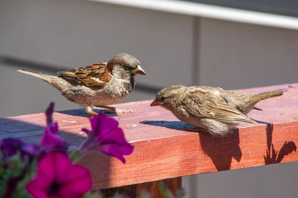 O Sparrow a dar de comer à miúda. Verão na cidade . — Fotografia de Stock