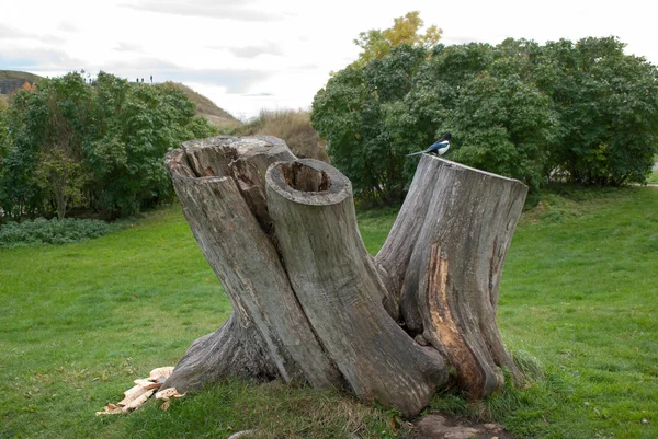 Suomenlinna ada. Geçmiş. Güdük.