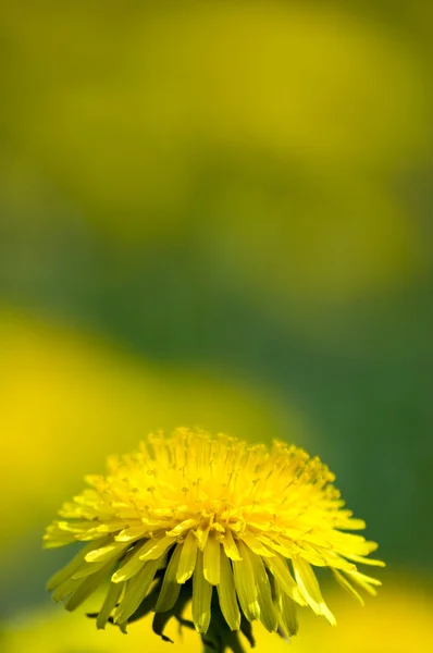 Campo de diente de león amarillo en el verano. Flores silvestres Fotos De Stock Sin Royalties Gratis