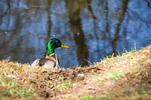 Wild duck and drake. The bird life in the city park. — Stock Photo, Image