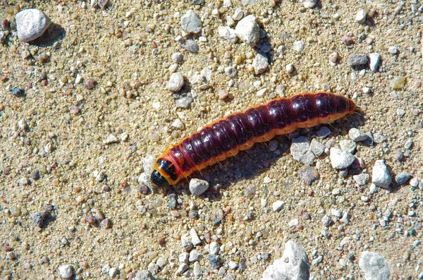 Caterpillar bir çakıl yol kaynıyor.