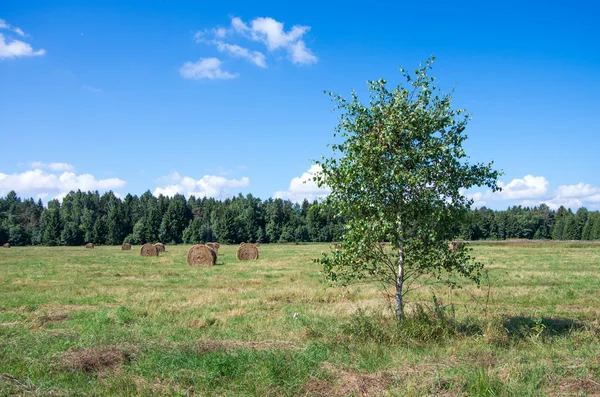 Noord-Europese natuurlijke landschap. — Stockfoto