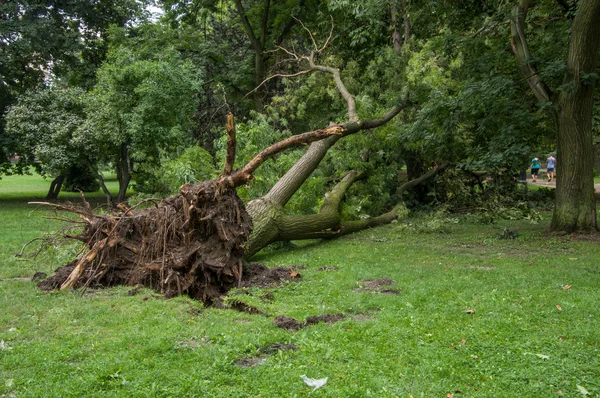 Sonra bir fırtına düşmüş ağaç. Margaret Adası, Budapeşte, Macaristan.