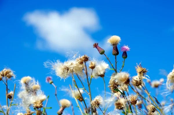 Gökyüzü arka plan üzerinde beyaz ve yumuşak çiçek.