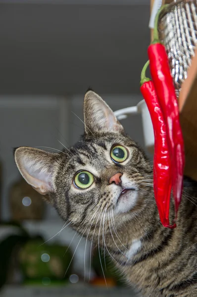 Kedi vejeteryan. Portre iç.