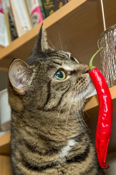 Kedi vejeteryan. Portre iç.