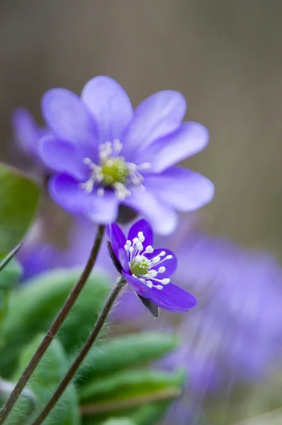 Fond avec deux fleurs de printemps bleues . — Photo