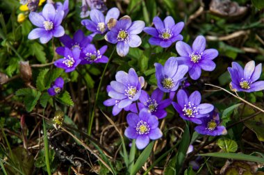 Arka planda sarı çiçekler, Bahar yatay.