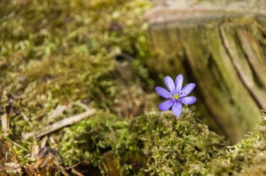 Arka planda sarı çiçekler, Bahar yatay.