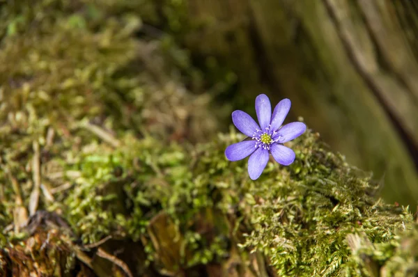 Arka planda sarı çiçekler, Bahar yatay.