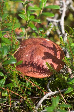 Yeşil çim güneşli bir sonbahar günü mantar