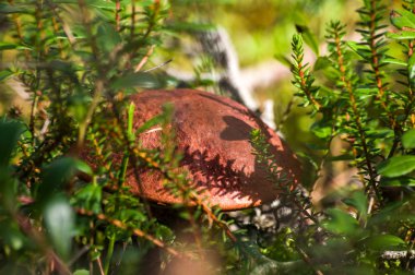 Yeşil çim güneşli bir sonbahar günü mantar