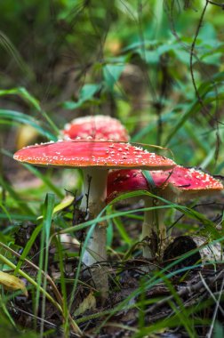 Yeşil çim güneşli bir sonbahar günü mantar