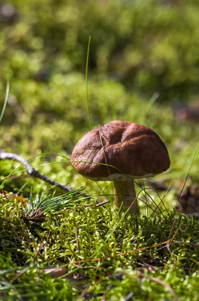 Champignon dans l'herbe verte une journée d'automne ensoleillée — Photo