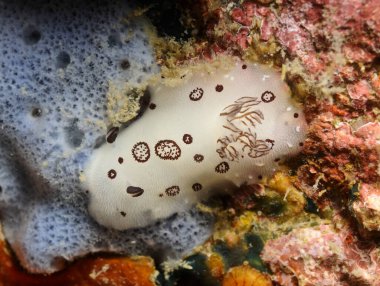 Çıplaklar, Deniz Salyangozları, yaklaşın. 