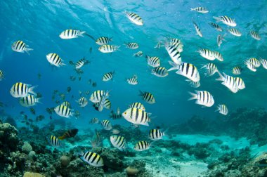 Okyanustaki küçük kız balığı.