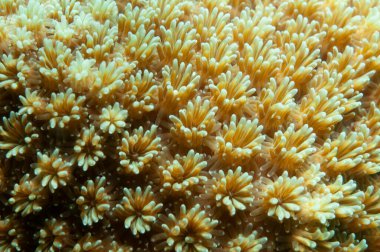 turuncu bardak mercan dokusu