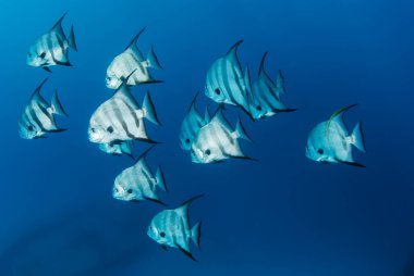 Okyanusta yüzen uzun yüzgeçli sancak balığı sürüsü