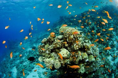 Açık mavi sularda balık ve mercan resifi
