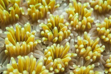 turuncu bardak mercan dokusu