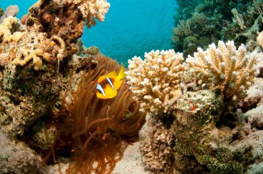 Açık mavi sularda mercan resifi