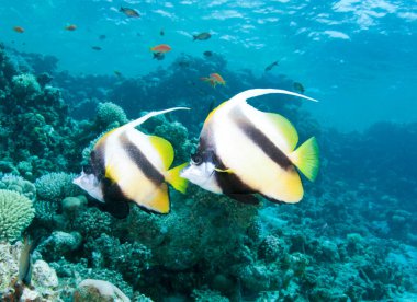 Uzun yüzgeçli sancak balığı okyanusta yüzüyor.