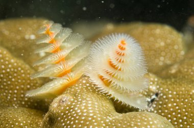 Mercan resifinde Noel ağacı mercan solucanı