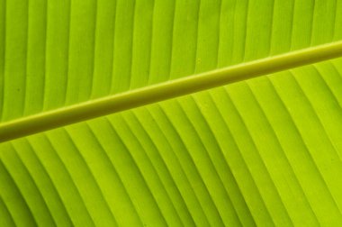 Yeşil palmiye yaprakları, yaklaşın 