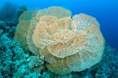 Açık mavi sularda mercan resifi