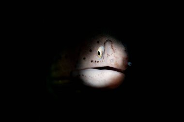 Moray okyanusun derinliklerinde yılan balığı 