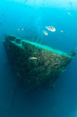 Okul baliklariyla birlikte su altinda gemi enkazı