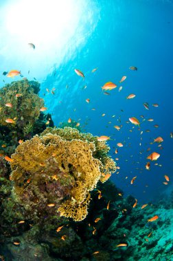 Renkli mercan resifi ve bir sürü tropikal balık.