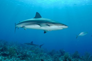 Gri resif köpekbalığı açık mavi okyanusta yüzer. 