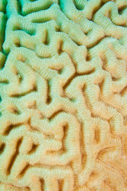 Beyin mercan dokusu, kapat. 