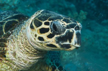 Kaplumbağa kafa, kapat. 