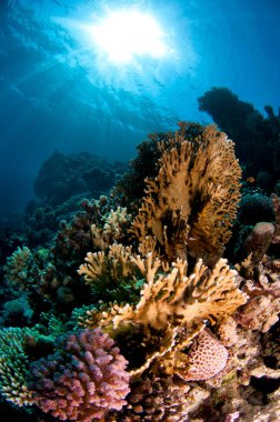 Kızıl Deniz 'deki mercan resifi berrak mavi sularda