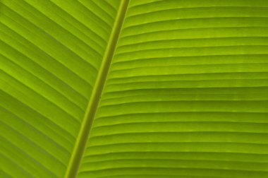 Yeşil palmiye yaprakları, yaklaşın 