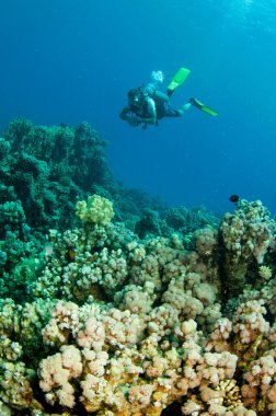 Mercan resifli su altı dalgıcı. 