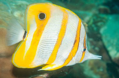 Derin ve berrak sularda kelebek balığı 