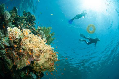 Derin mavi okyanusta mercan resifleriyle yüzen dalgıçlar. 
