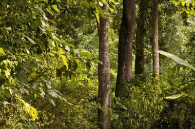 Ormandaki ağaçların arasından parlayan güneş