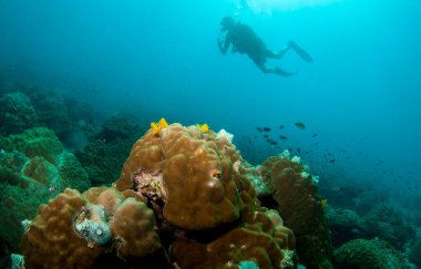 Mercan resifli su altı dalgıcı. 