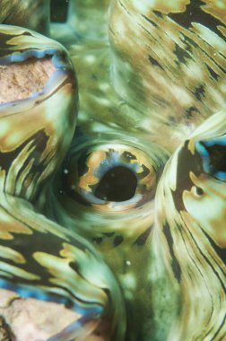 Dev midye, Tridacna gigas, çift valf yumuşakça dokusu