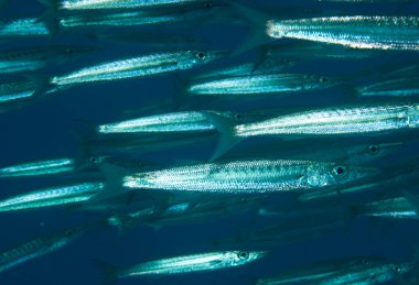 Baraküda okulu derin mavi okyanusta yüzer.