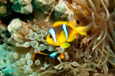 bebek deniz şakayığı 