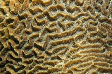 Beyin mercan dokusu, kapat. 